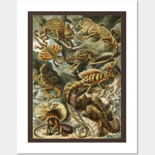 Lacertilia by Ernst Haeckel Posters and Art